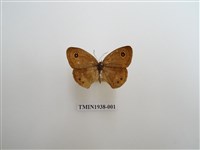 藏品(小波眼蝶)的圖片